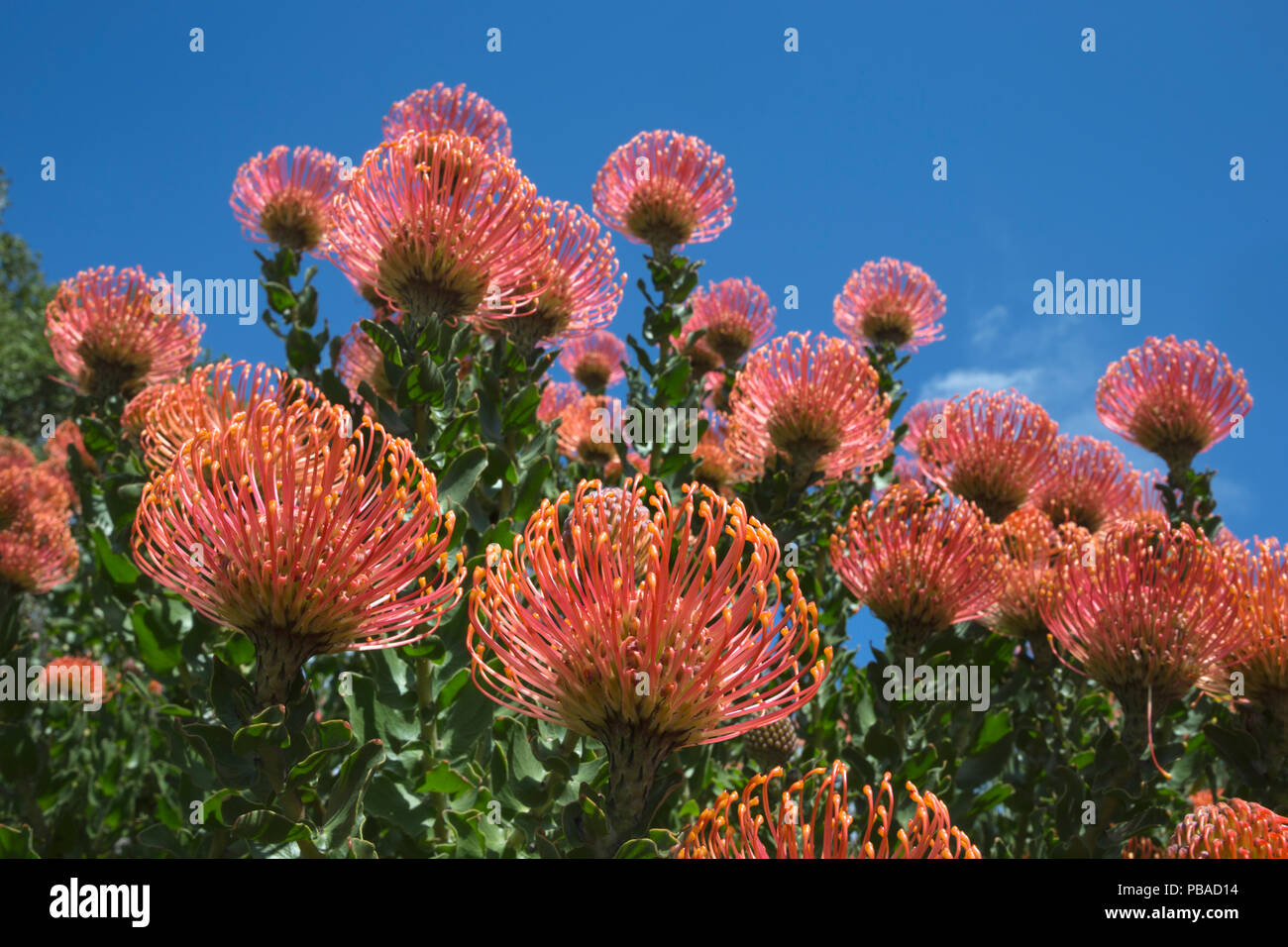 Pincushion protea (Leucospermum cordifolium), Kirstenbosch Botanical Gardens, Cape Town, South Africa Stock Photo