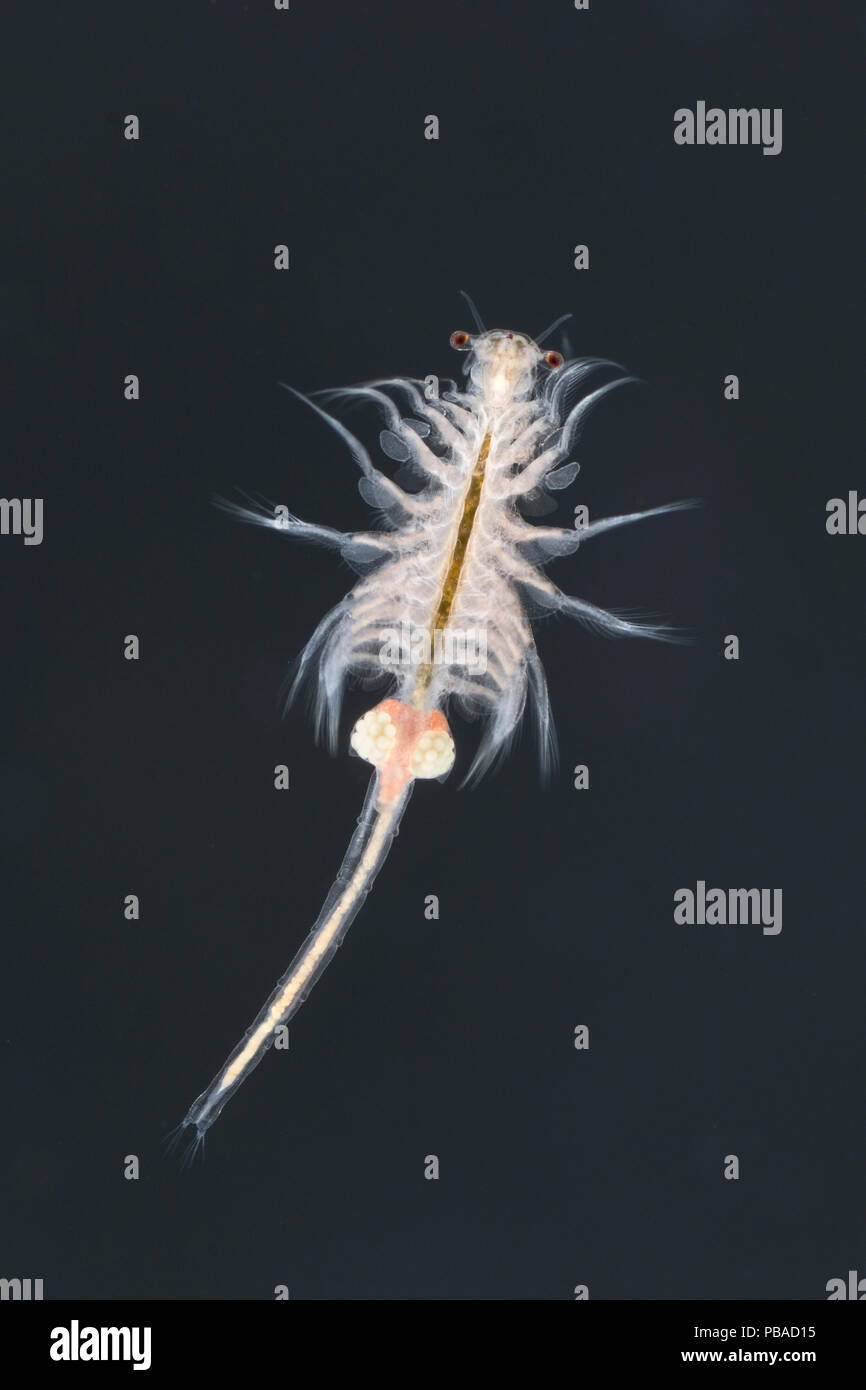 Brine shrimp or monkey shrimp (Artemia salina) female.  Controlled conditions. Stock Photo