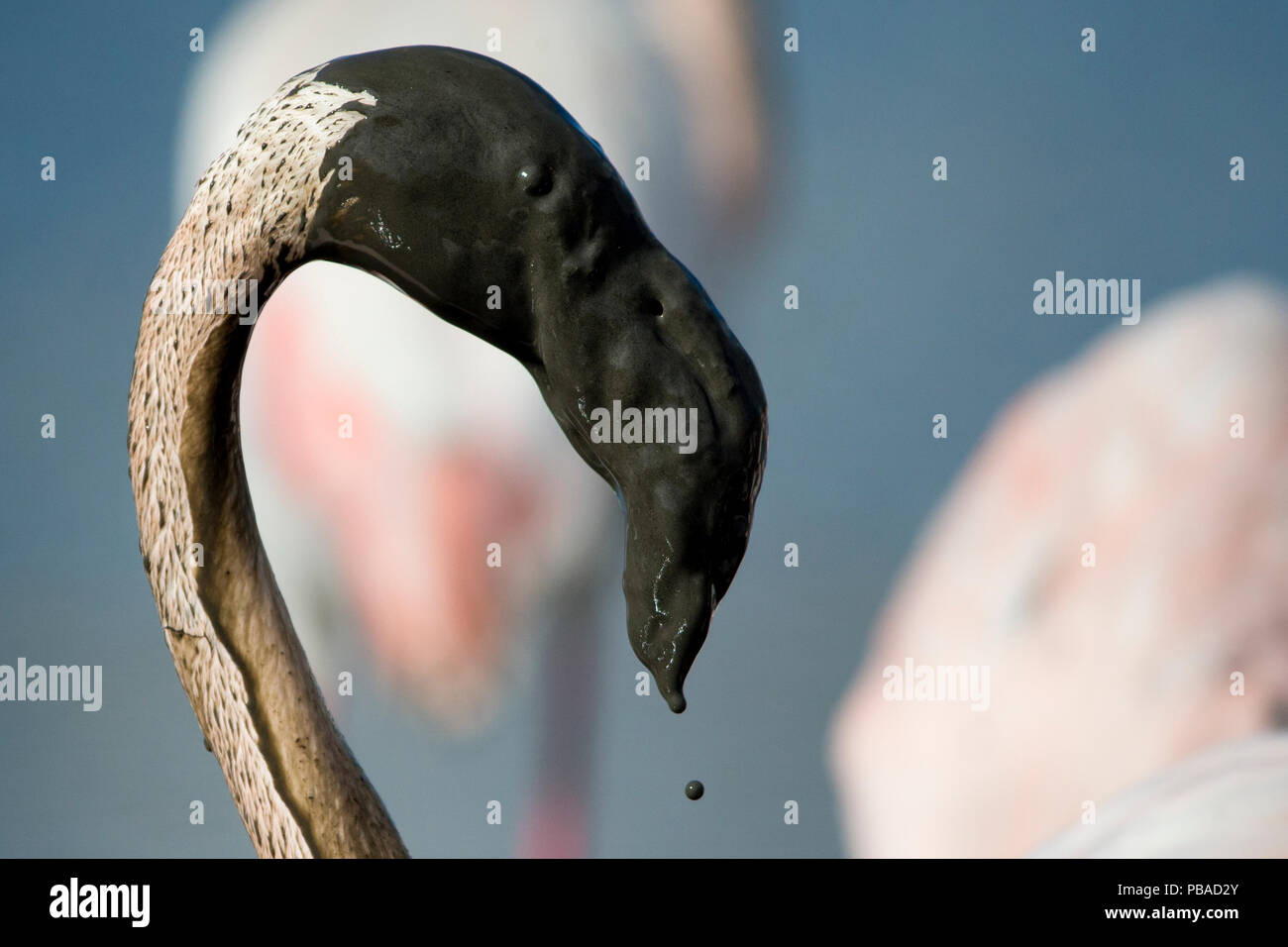Great flamingo (Phoenicopterus roseus) with beak covered in mud after feeding, Pont De Gau Park, Rhone River, France. Stock Photo