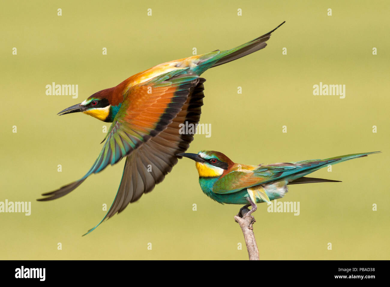 European bee eaters (Merops apiaster) one taking off another perched, Kiskunsagi National Park, Pusztaszer, Hungary. May. Stock Photo