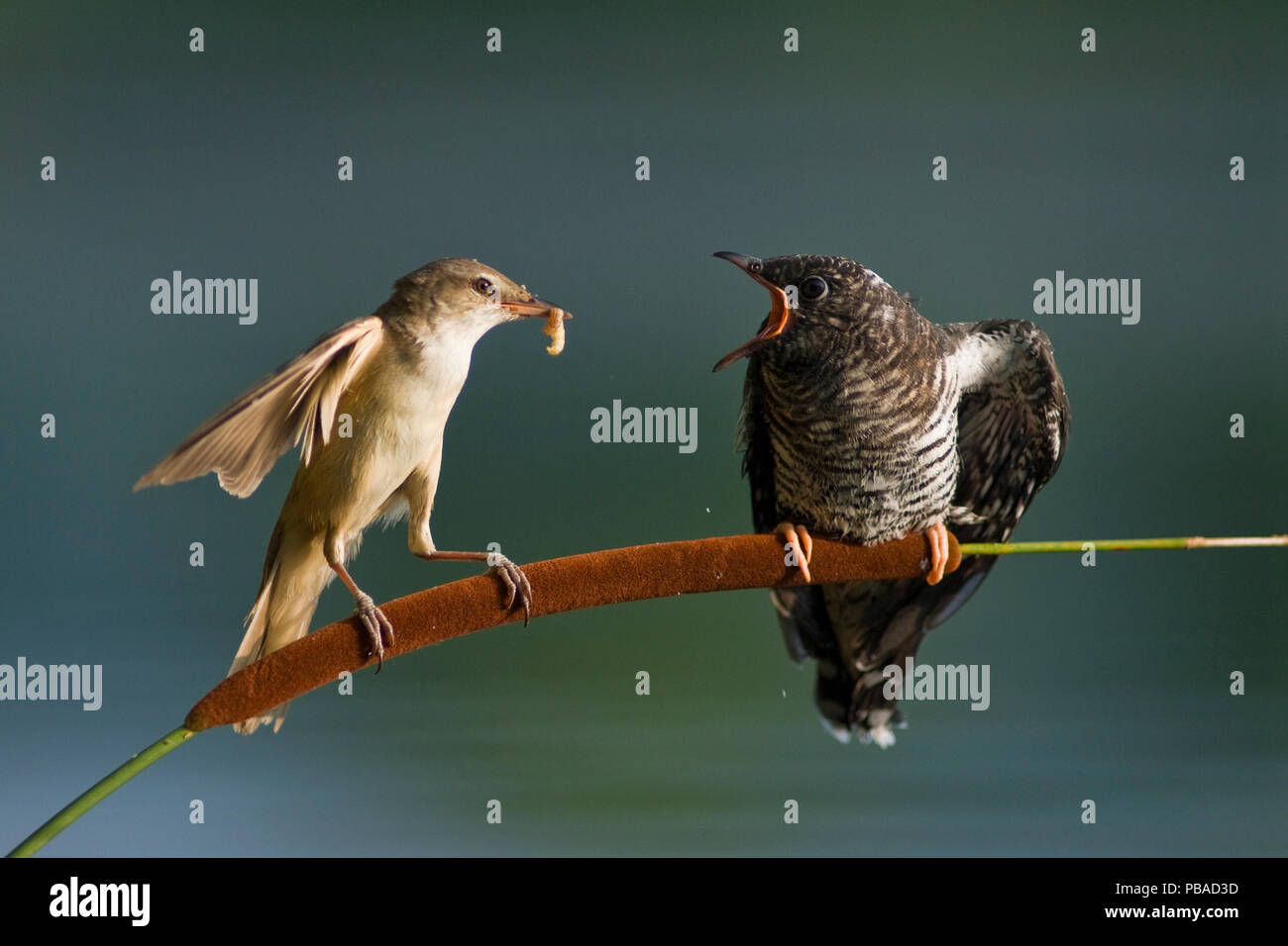 Common cuckoo chick hi-res stock photography and images - Alamy