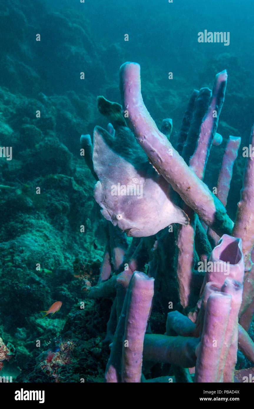 Giant frogfish (Antennarius commerson) perched on sponge. Mabul, Malaysia. Stock Photo