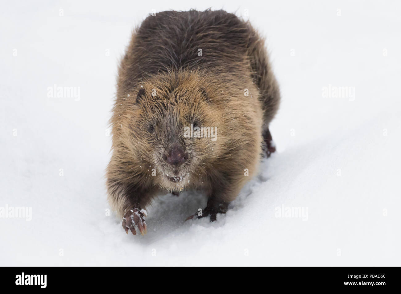 Eurasian beaver (Castor fiber) walking in snow. Southern Norway. February. Stock Photo