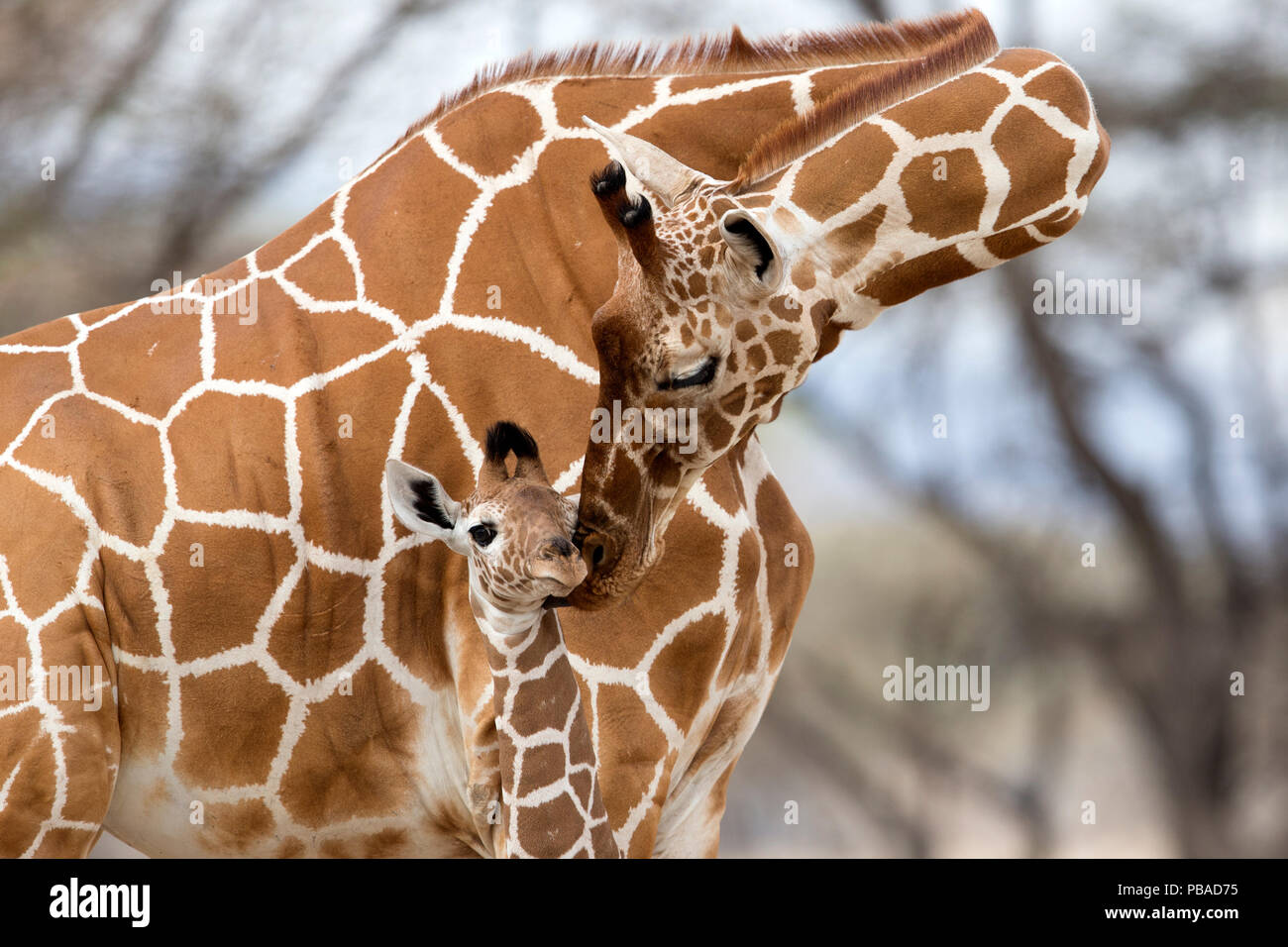 Reticulated giraffe (Giraffa camelopardalis reticulata) mother grooming baby, Samburu Game Reserve, Kenya, Africa, August. Stock Photo