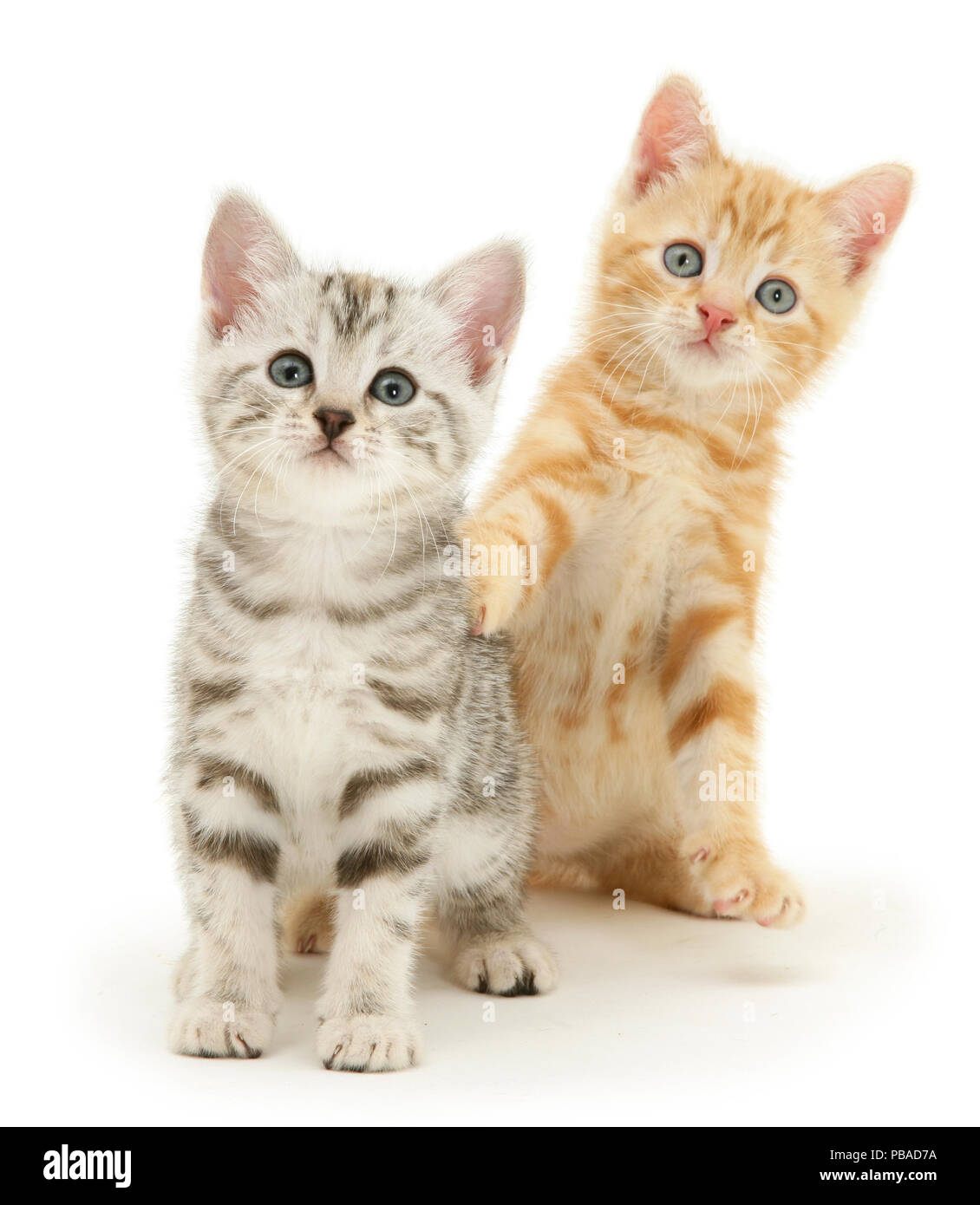 British Shorthair kittens, Benedict, ginger, and Joan, silver tabby. Stock Photo