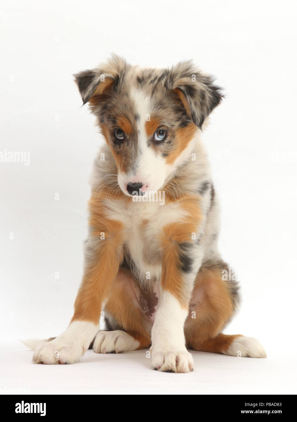 Tricolour merle Collie puppy, Indie, age 10 weeks. Stock Photo