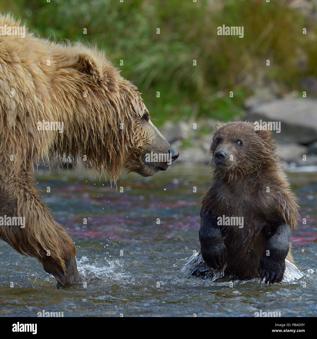 Grizzly bear (Ursus arctos horribilis) mother and cub in river, Katmai ...