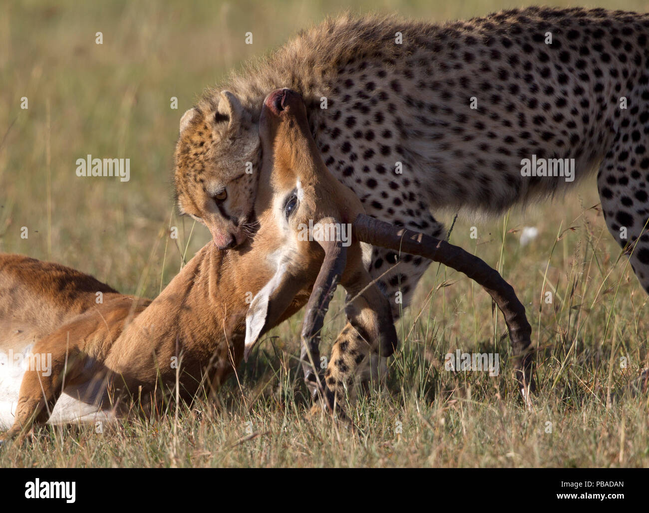 Cheetah (Acinonyx jubatus) biting into throat of Impala (Aepyceros melampus) prey, Masai Mara, Kenya, February. Stock Photo