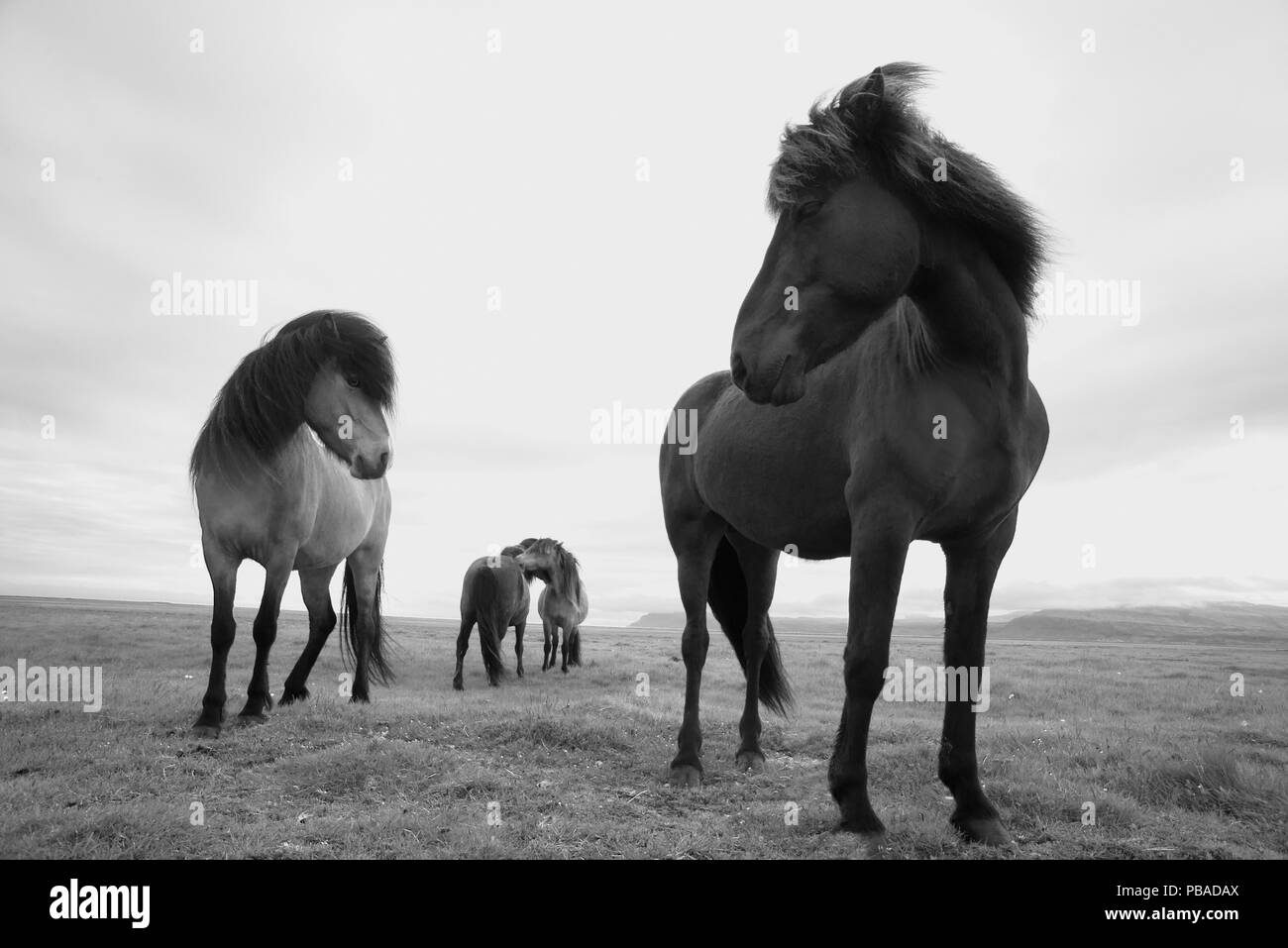 Icelandic horses, near Hofn, Iceland, June. Stock Photo