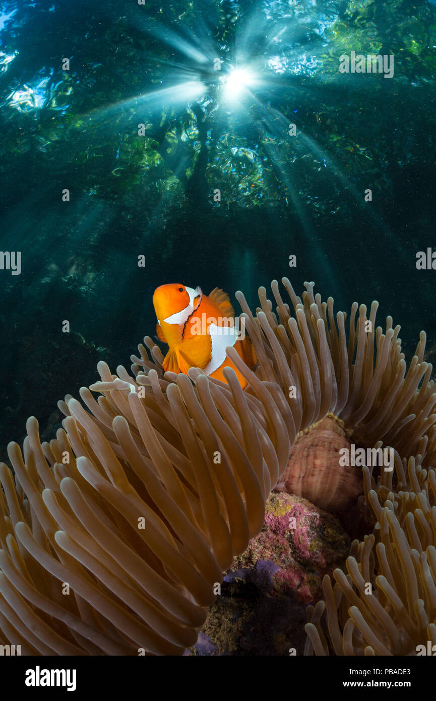 False clown anemonefish (Amphiprion ocellaris) large female in her host anemone, below rainforest. The Passage, between Gam and Waigeo Islands, West Papua, Indonesia. Composite image. Stock Photo