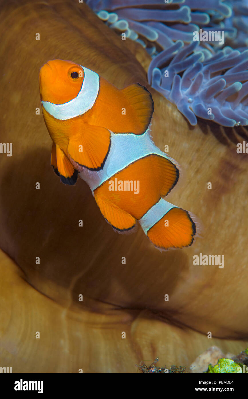Western clownfish (Amphiprion ocellaris) in front of an anemone, Tulamben Bay, Bali, Indonesia. Java Sea. Stock Photo