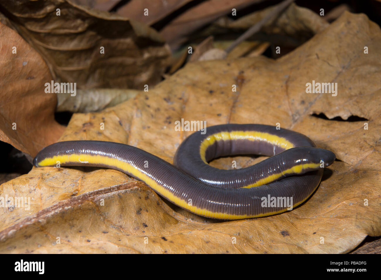 Asian caecilians hi-res stock photography and images - Alamy