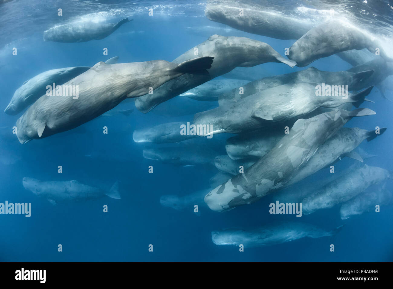 Aggregation of Sperm whales (Physeter macrocephalus) engaged in social activity. Indian Ocean, March. Stock Photo