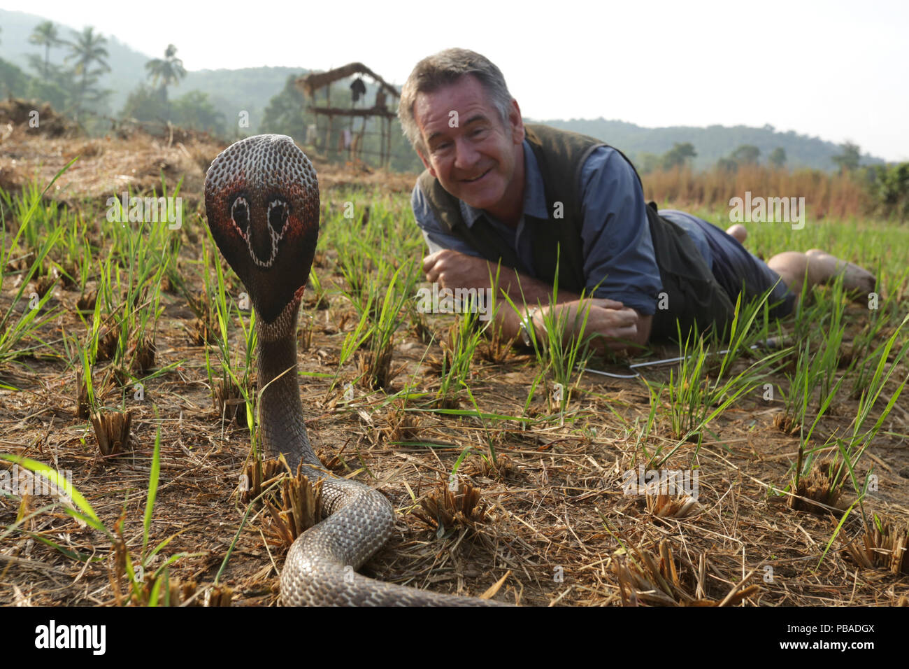 Presenter Nigel Marven with Spectacled cobra (Naja naja) in a paddy field, India. November 2015. Model released. Stock Photo