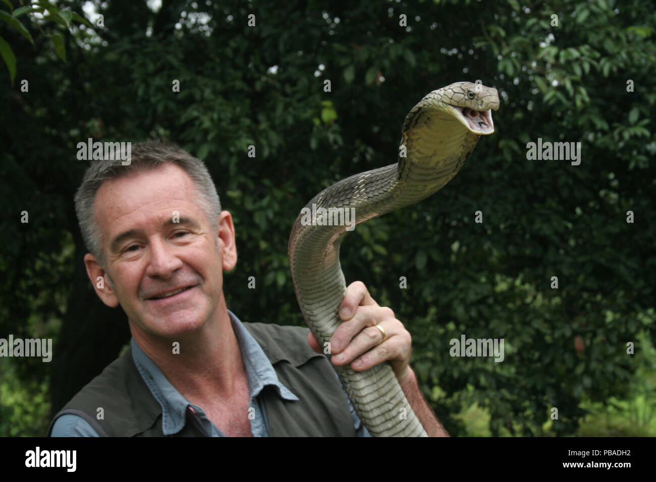 Presenter Nigel Marven holding King cobra (Ophiophagus hannah) China, May 2013. Model released. Stock Photo