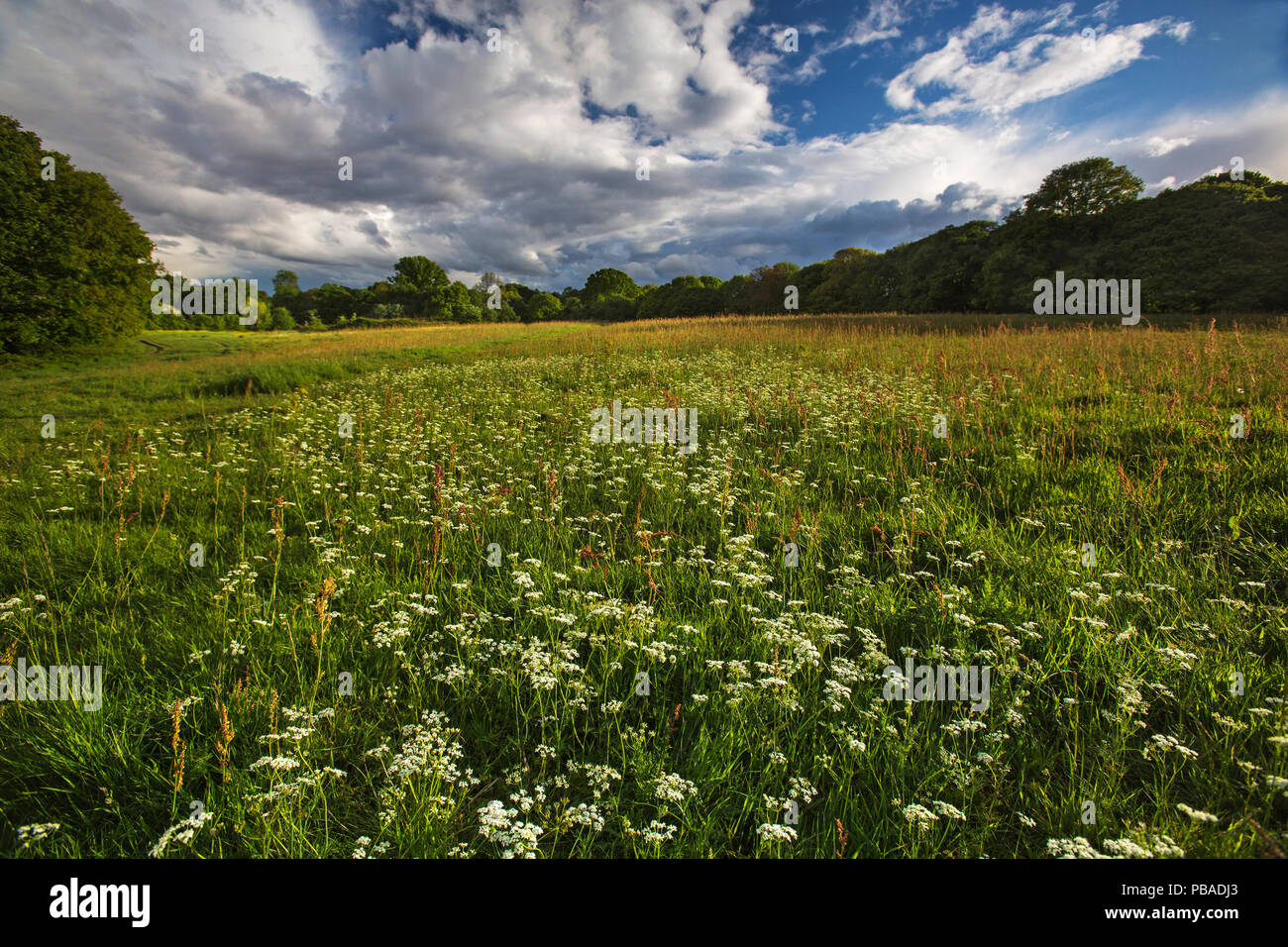 Wildflower field with Common sorrel (Rumex acetosa) and Pignut flowers (Conopodium majus) Hampstead Heath, London, England, UK. May 2015. Stock Photo