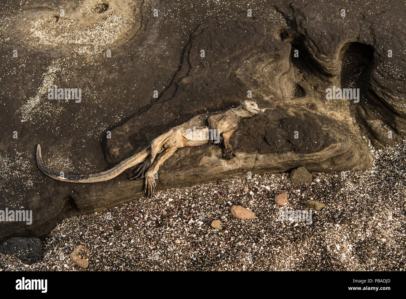 Dead Marine iguana (Amblyrhynchus cristatus) on the coastal rocks on Santiago Island, Galapagagos, April 2016. It probably died of starvation as much of the algae in the region have died off due to unusually warm El Nino waters. Stock Photo