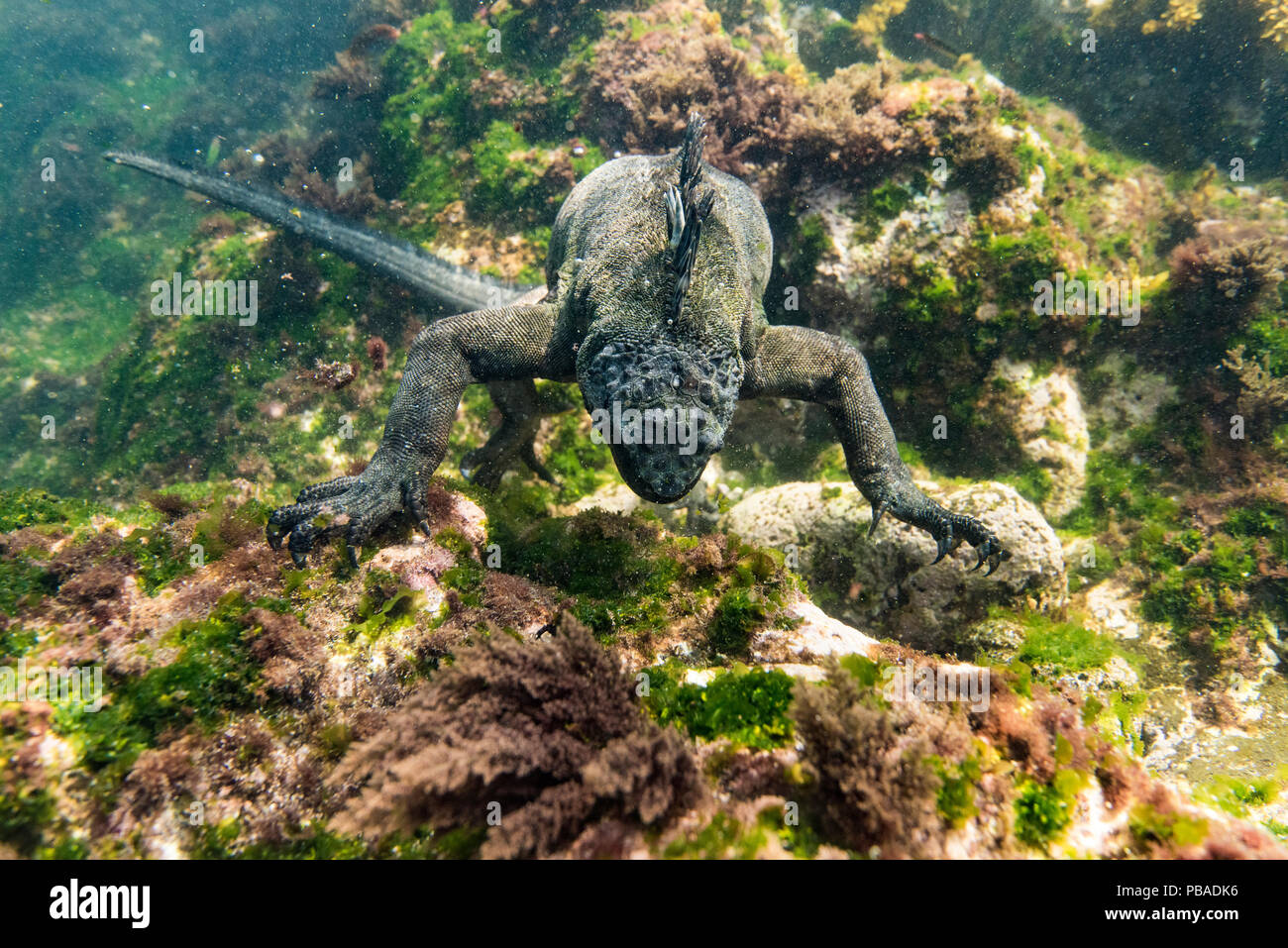 Marine iguana (Amblyrhynchus cristatus) feeding in deep water to find algae, off the coast of Fernandina island on Galapagos. April 2016. Much of the algae on coast and at shallower depths have been killed by unusually warm El Nino weather. Stock Photo