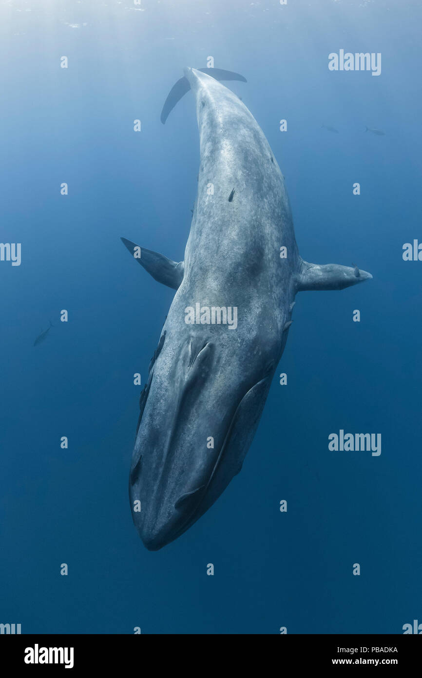 Pygmy blue whale (Balaenoptera musculus brevicauda) diving with pelagic fish (likely yellowfin tuna or similar open ocean predatory species) visible in the background, Sri Lanka, Indian Ocean. Stock Photo