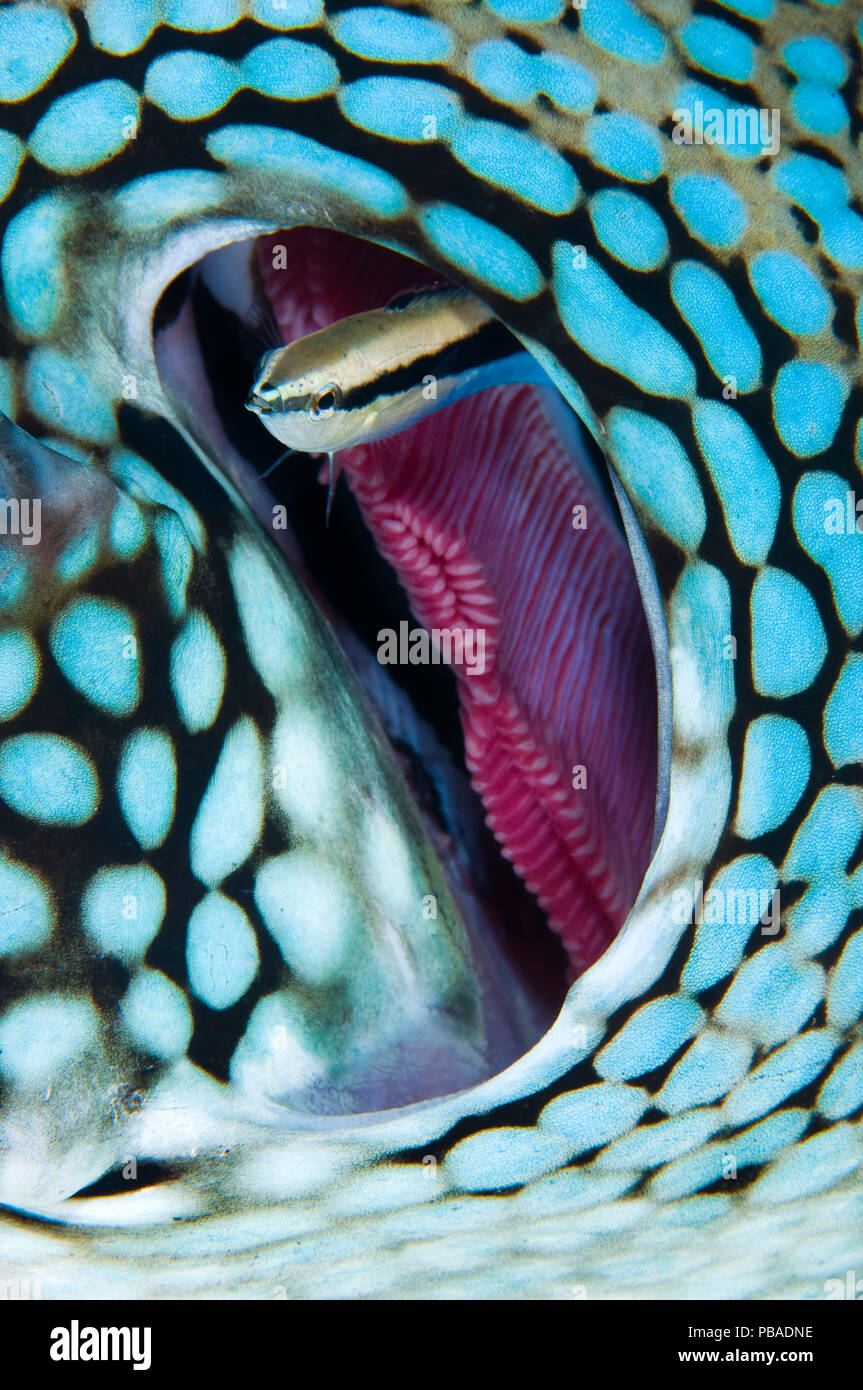 Cleaner wrasse (Labroides dimidiatus) swims out from the gill of a Blue spotted pufferfish (Arothron caeruleopunctatus). East of Eden, Similan Islands, Thailand. Andaman Sea, Indian Ocean. Stock Photo
