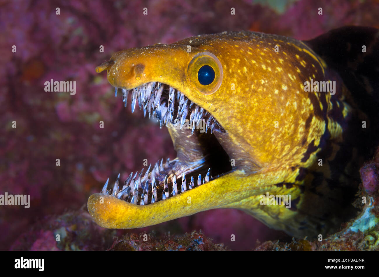 Fangtooth moray eel (Enchelycore anatina) with mouth open, Grand Canaria, Canary Islands, Spain. East Atlantic Ocean. Stock Photo