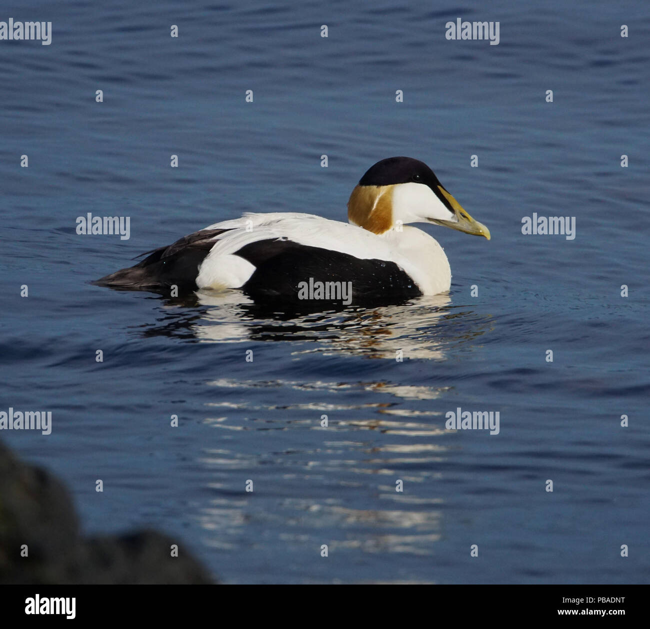 Male Eider Duck Stock Photo Alamy