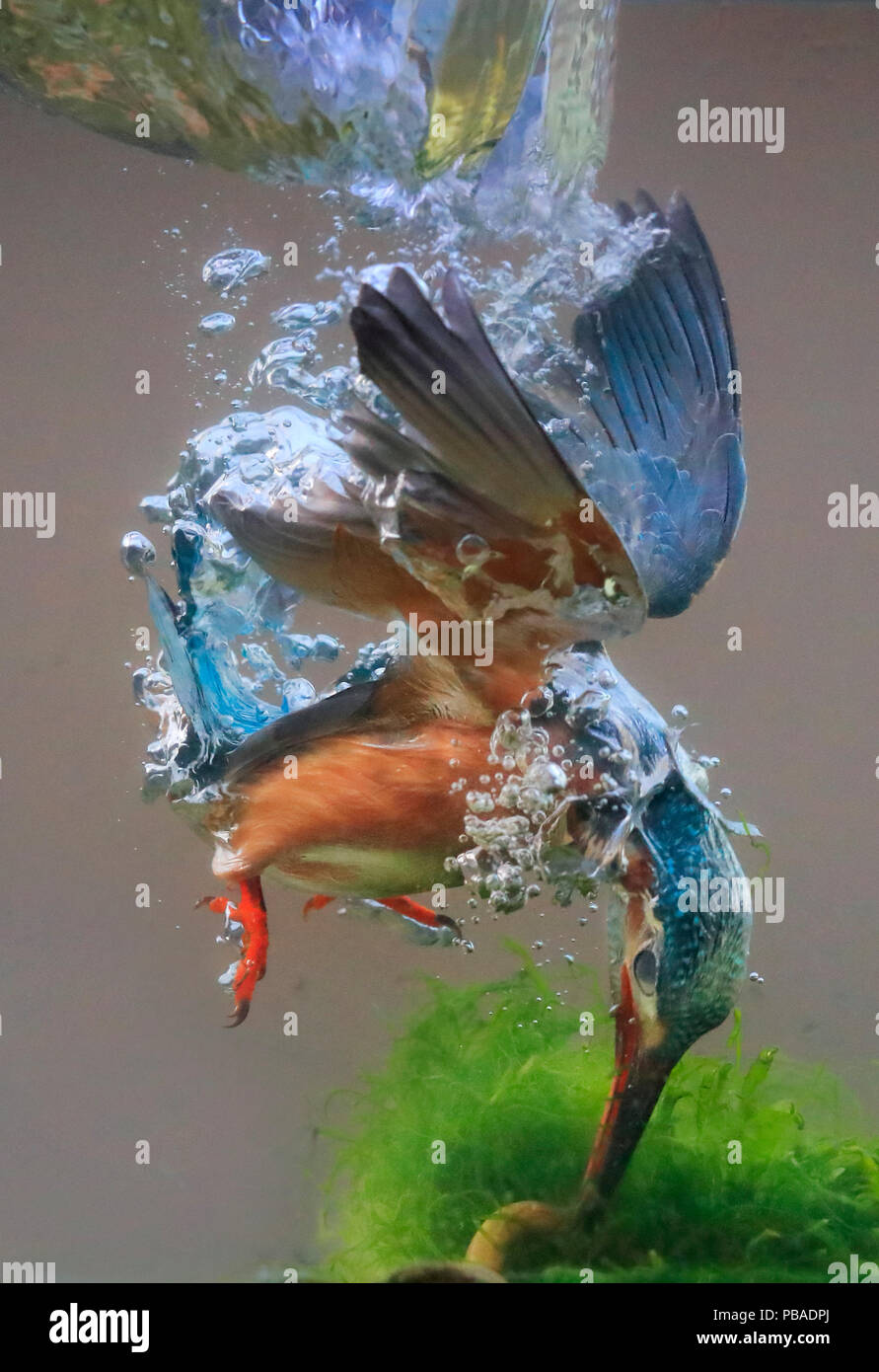 Kingfisher (Alcedo atthis) underwater view of kingfisher diving into pool, UK, December. Stock Photo