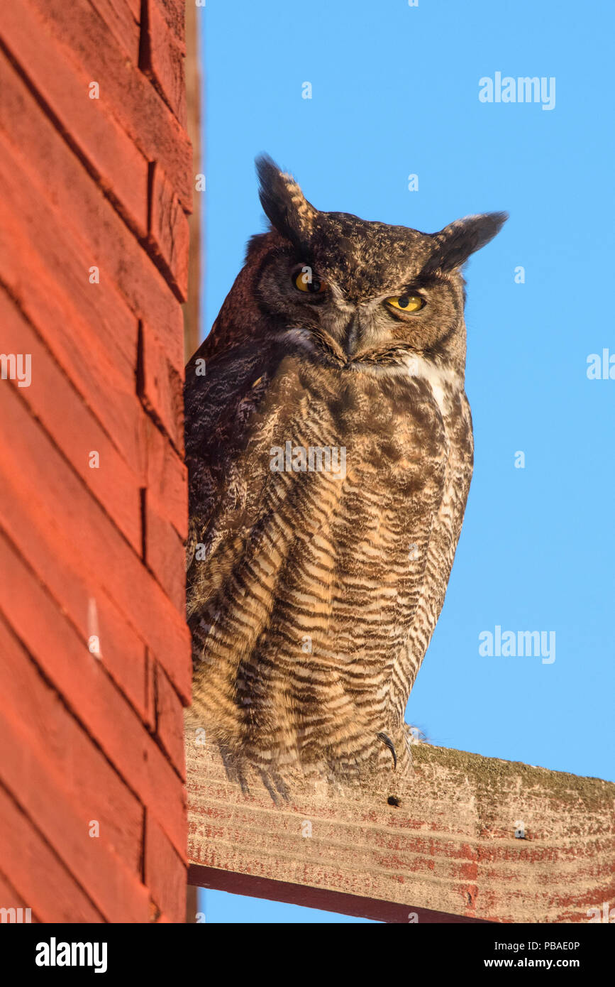 North American Barn Owl Stock Photos North American Barn Owl