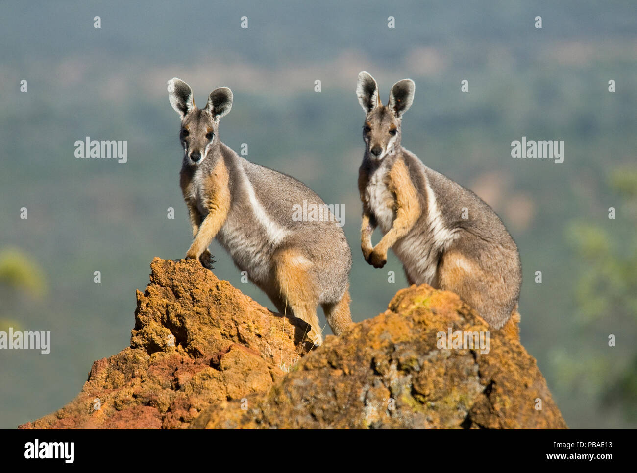 Yellow Tailed Wallaby Stock Photos - Free & Royalty-Free Stock Photos from  Dreamstime