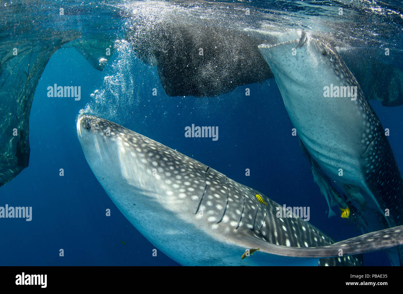 Whale sharks (Rhincodon typus) feeding at Bagan (floating fishing platform) Cenderawasih Bay, West Papua, Indonesia. Bagan fishermen see whale sharks as good luck and often feed them baitfish. This is now developing into a tourist attraction Stock Photo