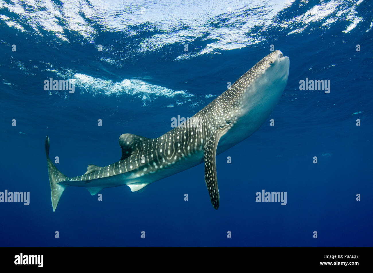 Whale shark (Rhincodon typus) Cenderawasih Bay, West Papua. Indonesia. Stock Photo