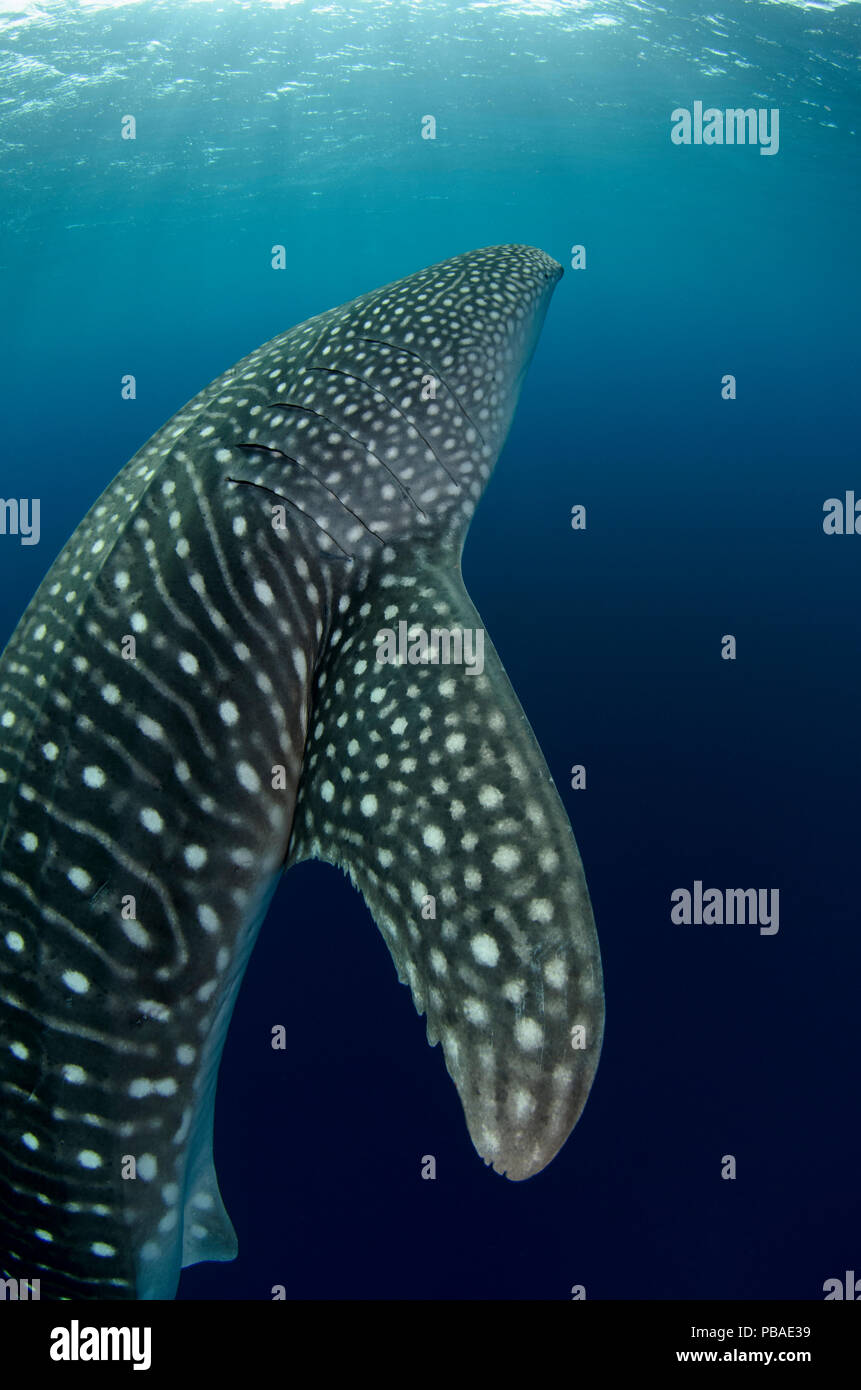 Whale shark (Rhincodon typus) Cenderawasih Bay, West Papua. Indonesia. Stock Photo