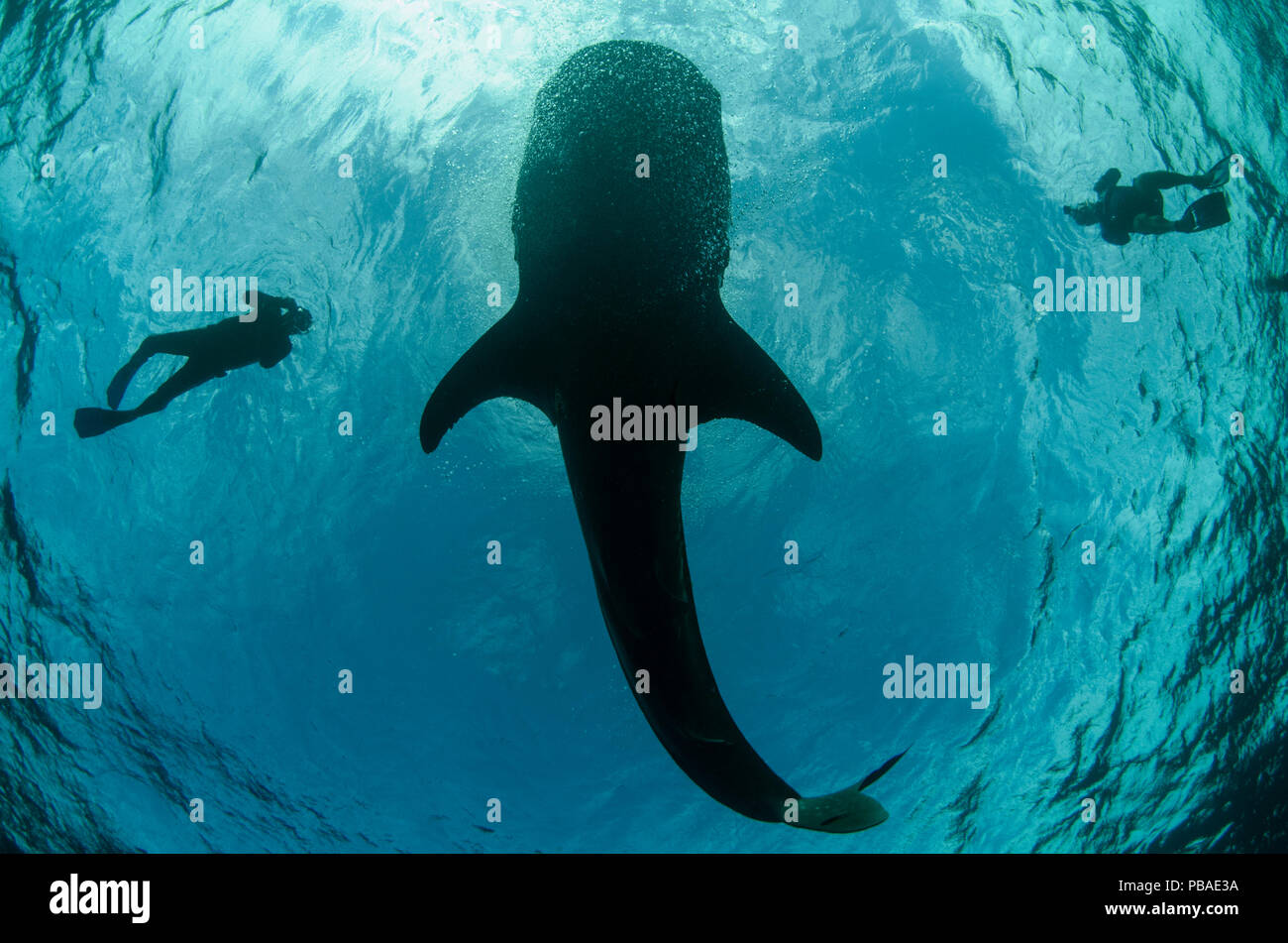 Whale shark (Rhincodon typus) and scuba divers seen from below, Cenderawasih Bay, West Papua. Indonesia. Stock Photo