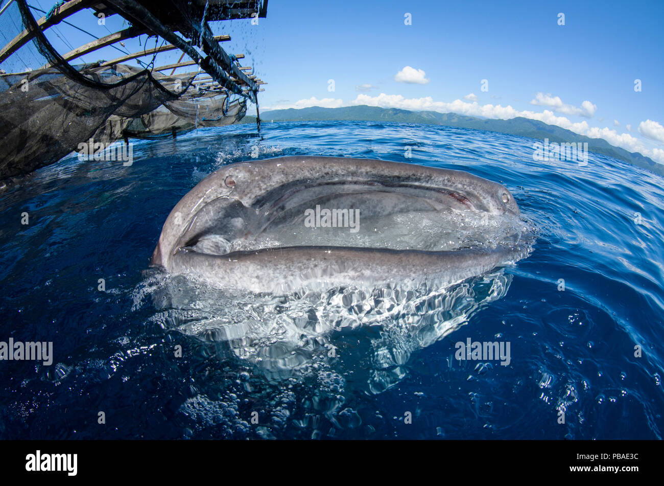 Whale Shark (Rhincodon typus) feeding at Bagan (floating fishing platform), Cenderawasih Bay, West Papua, Indonesia. Winner of the Man and Nature Portfolio Award in the Terre Sauvage Nature Images Awards Competition 2015. Stock Photo
