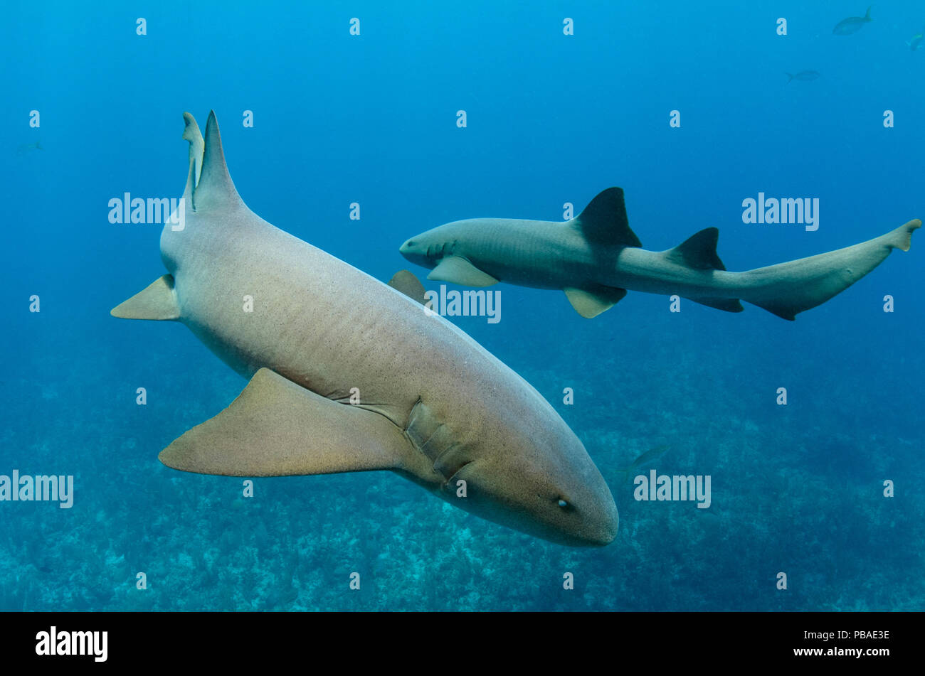 Nurse Shark (Ginglymostoma cirratum) Hol Chan Marine Reserve, Belize Barrier Reef, Belize. Stock Photo