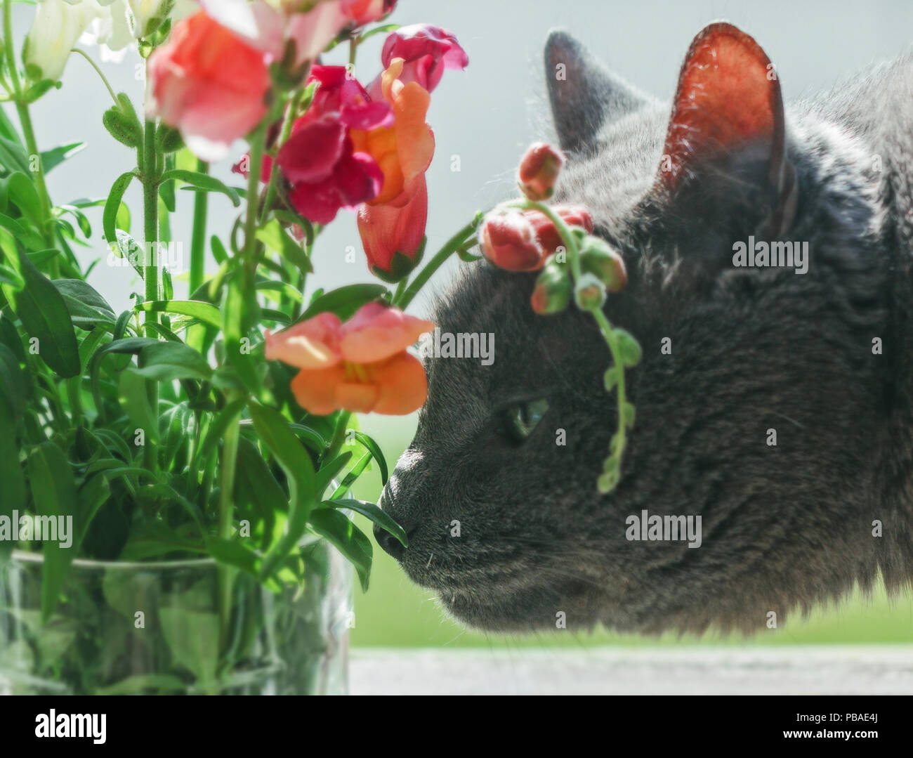 Adult beauty grey cat sniffs flowers at sunny day Stock Photo