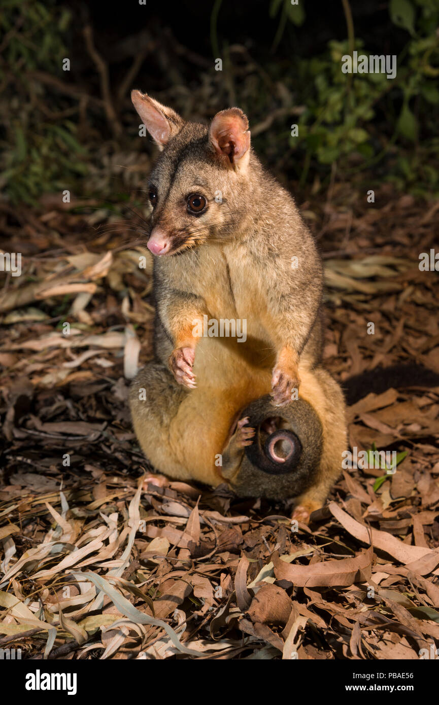 Common brushtail possum (Trichosurus vulpecula) with joey. Magnetic Island, Townsville, Queensland, Australia. Stock Photo
