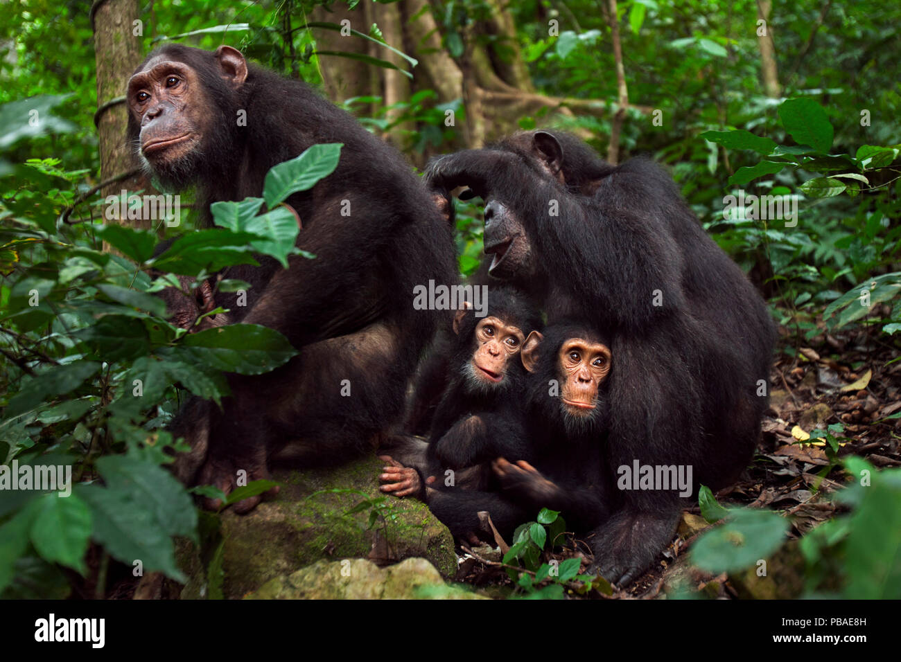 Eastern chimpanzee (Pan troglodytes schweinfurtheii) female 'Gremlin' aged 41 years grooms her daughter 'Golden' aged 14 years while their infants 'Gizmo' aged 3 years and 'Glamma' aged 9 months sit between them. Gombe National Park, Tanzania. May 2012. Stock Photo