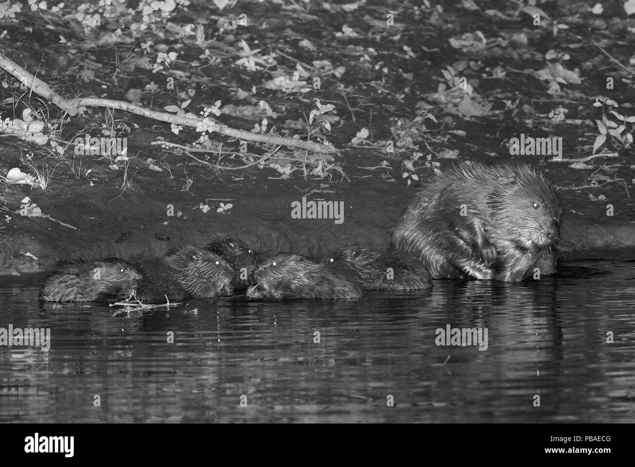 Eurasian beaver (Castor fiber) father grooming on margins of the River Otter at night as his five kits feed on a willow sapling the mother has brought for the family to feed on, Devon, UK, July. Part of Devon Wildlife Trust's Devon Beaver Trial. Stock Photo