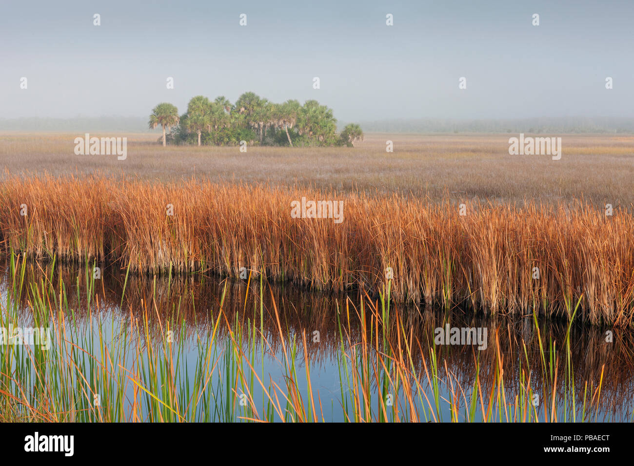 Swamp sawgrass (Cladium mariscus) prairie and Cabbage palm (Sabal palmetto) Island in mist, Big Cypress National Preserve, Everglades, Florida, USA, January 2015. Stock Photo