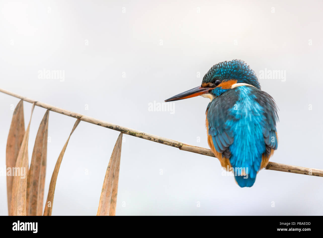 Common kingfisher (Alcedo atthis) female perched on reed stem , Hessen, Germany, December. Stock Photo