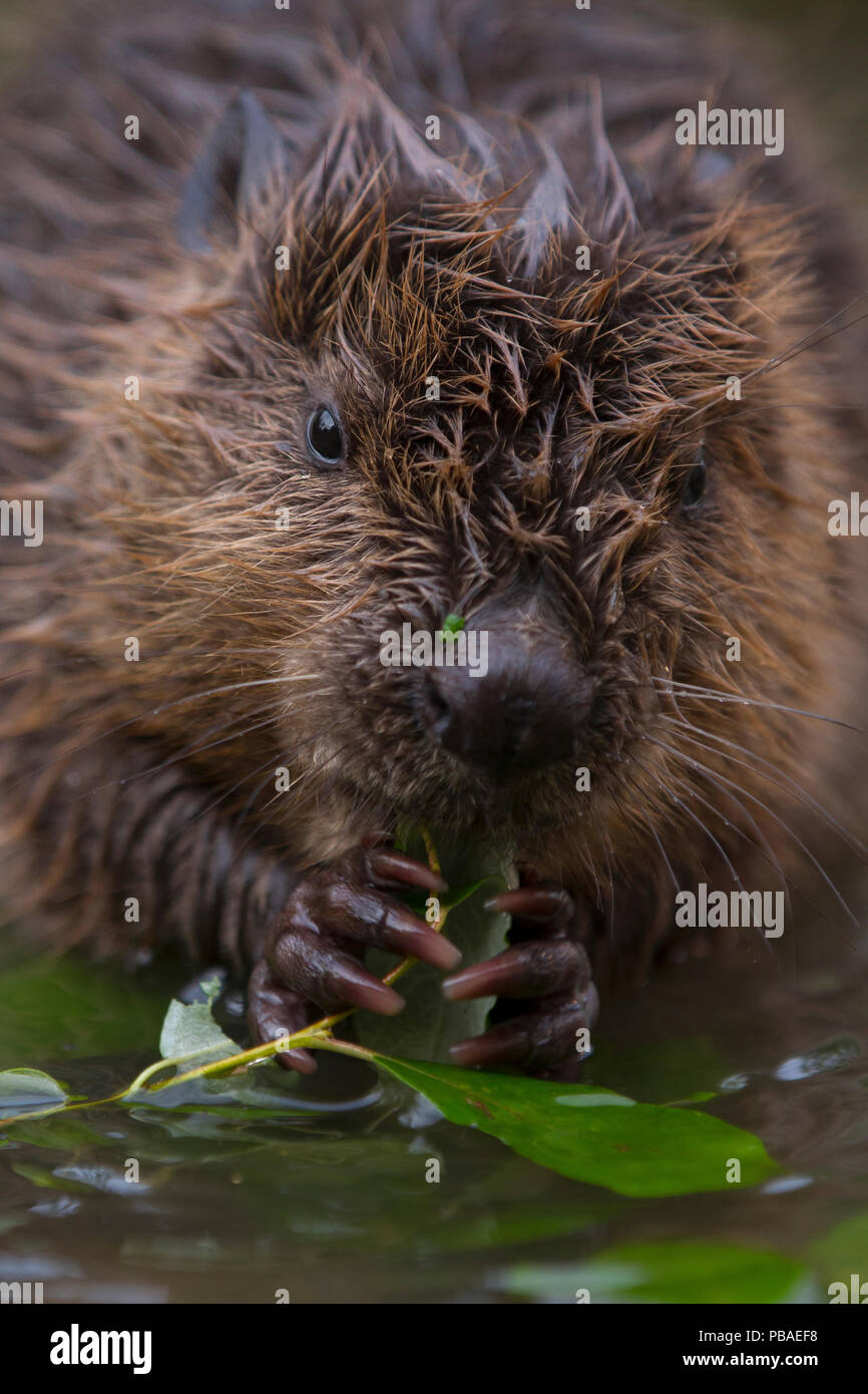 European Beaver (Castor fiber) juvenile (two month old) sitting in shallow water feeding on willow twig , Bavaria, Germany, July. Stock Photo