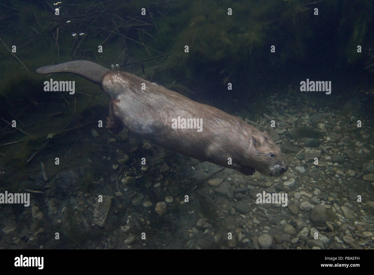 European beaver (Castor fiber) adult swimming underwater, close to beaver lodge , France Stock Photo