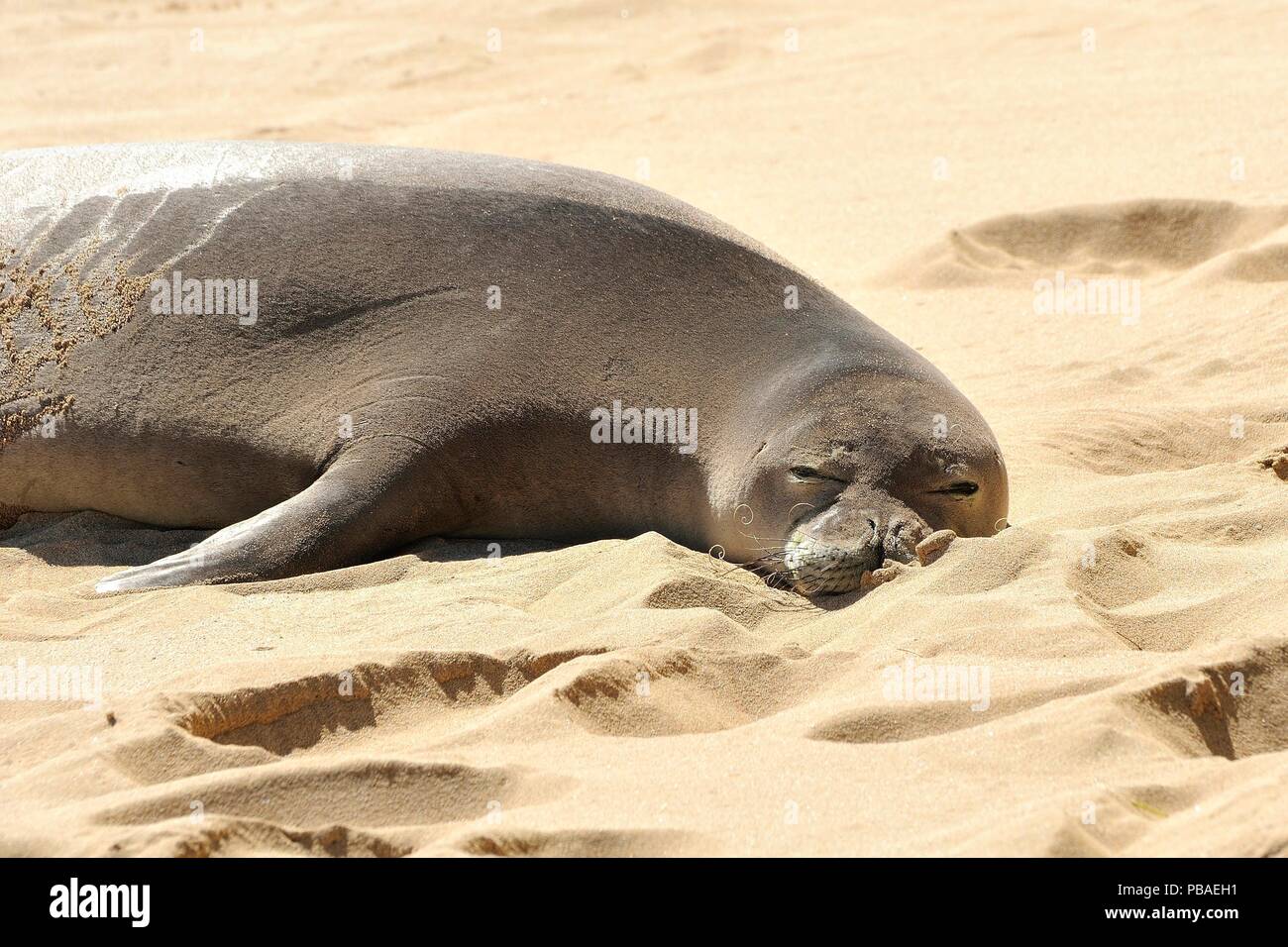 Hawaiian monk seal (Neomonachus schauinslandi) hauled out on beach, Kauai island, Hawaii, USA  Endangered Stock Photo