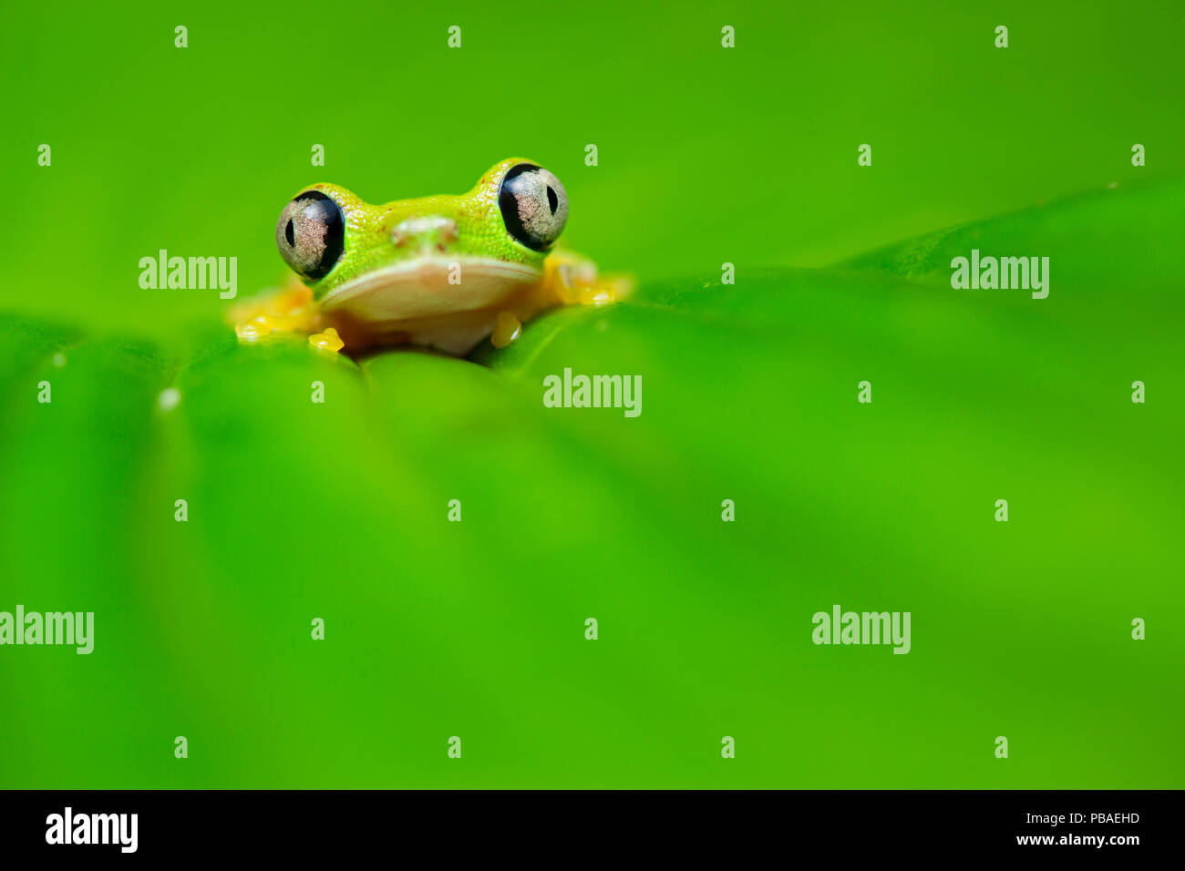 Lemur leaf frog (Agalychnis lemur) Central Caribbean foothills, Costa
