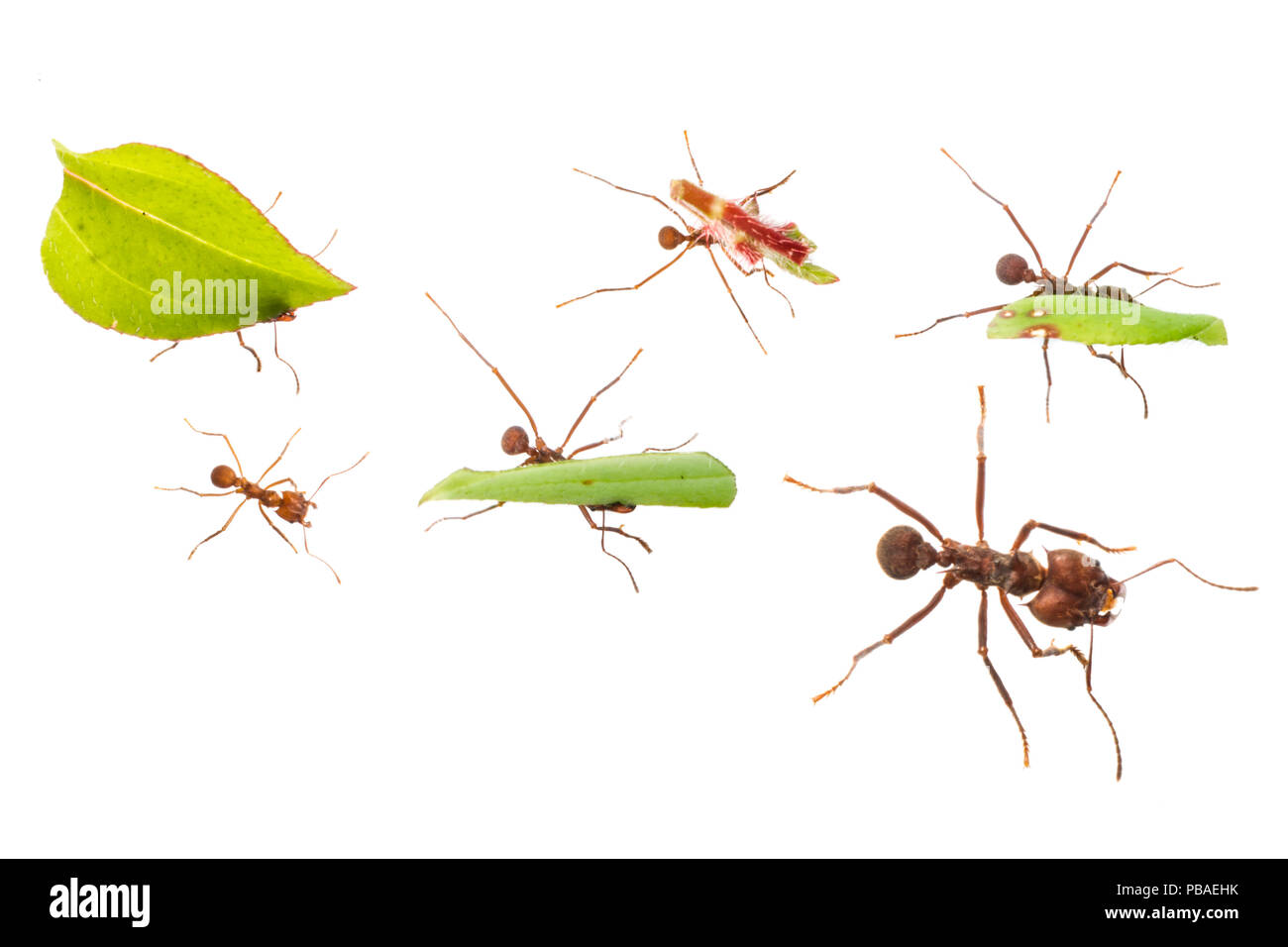Leaf-cutter ants (Atta cephalotes) carrying pieces of leaf that they have harvested back to their underground fungus garden in their nest, Osa Peninsula, Costa Rica. Photographed in mobile field studio on a white background. Digital composite image Stock Photo