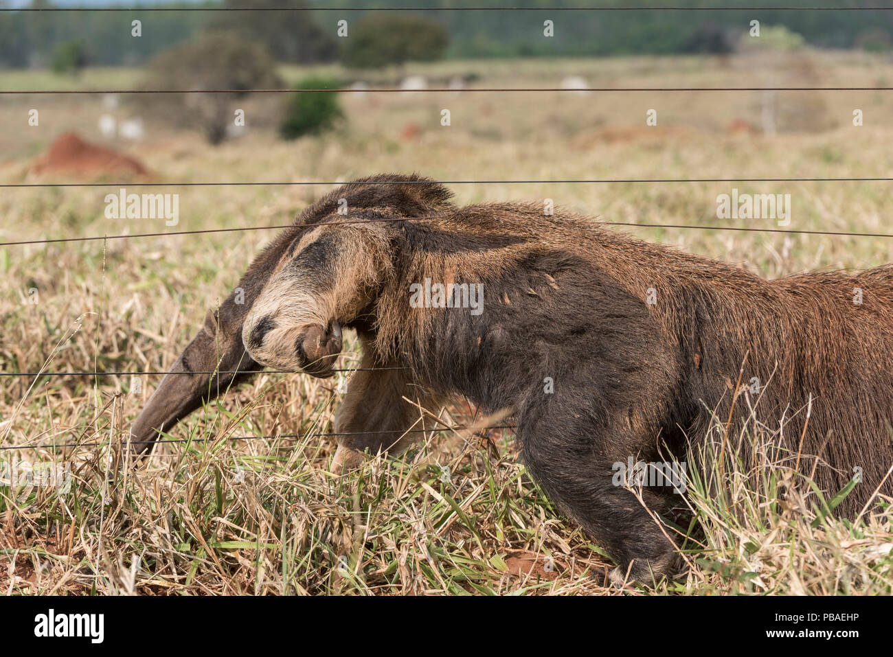 Adult Giant Anteater (Myrmecophaga tridactyla) climbing through a cattle fence. Southern Pantanal, Moto Grosso do Sul State, Brazil. September. Stock Photo