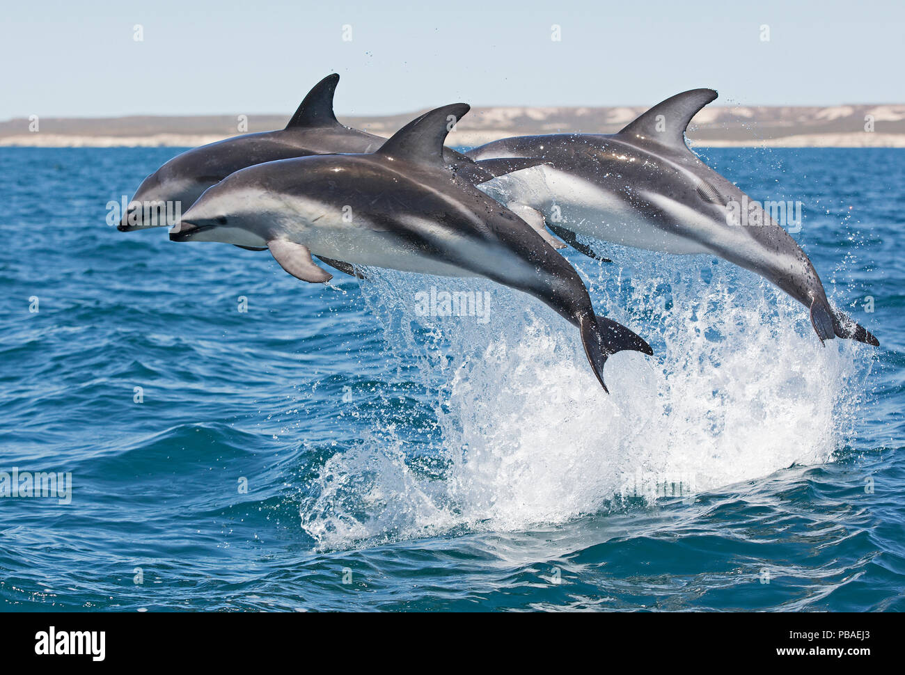 Dusky dolphins (Lagenorhynchus obscurus) porpoising, Puerto Madryn, Peninsula Valdez, Argentina, December. Stock Photo