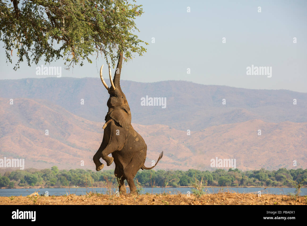 African elephant (Loxodonta africana) standing on hind legs to feed on tree,  Mana Pools National Park, Zimbabwe, October. Stock Photo