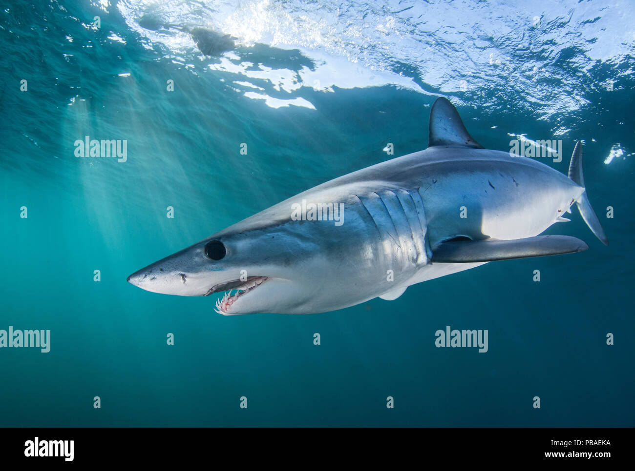 Mako shark hires stock photography and images Alamy